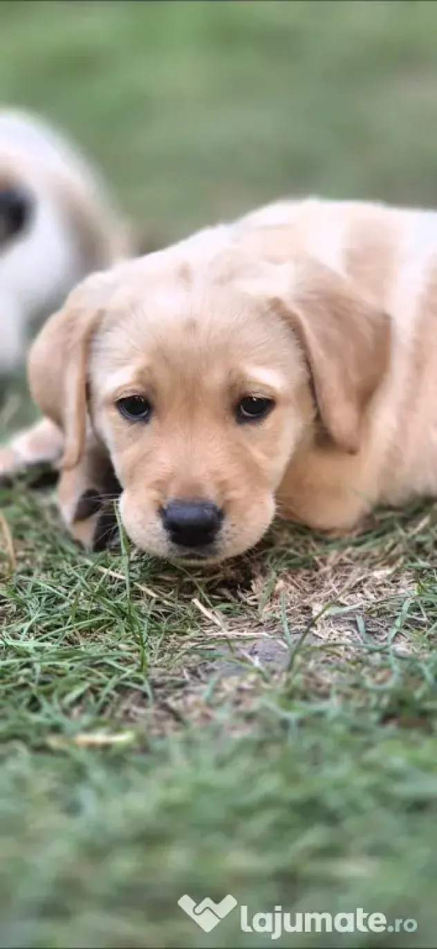 Labrador Golden Retrever