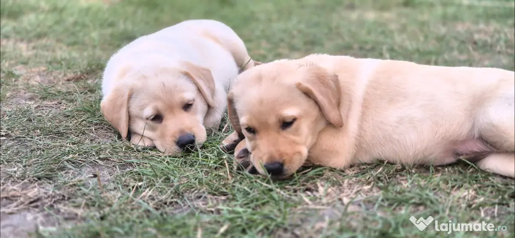 Labrador Golden Retrever