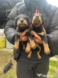 Pui Jagd Terrier 