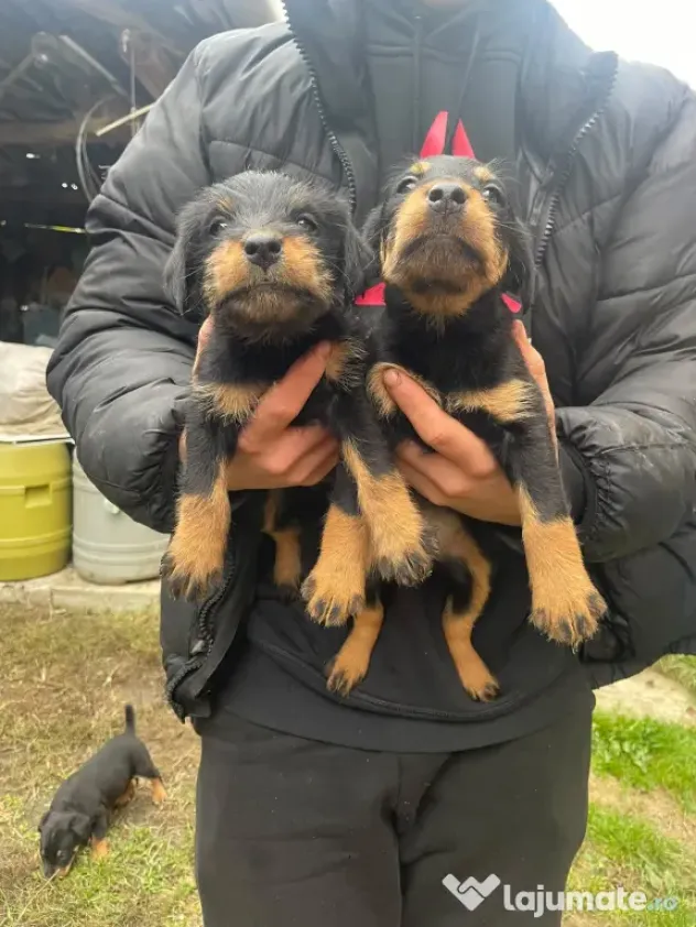 Pui Jagd Terrier