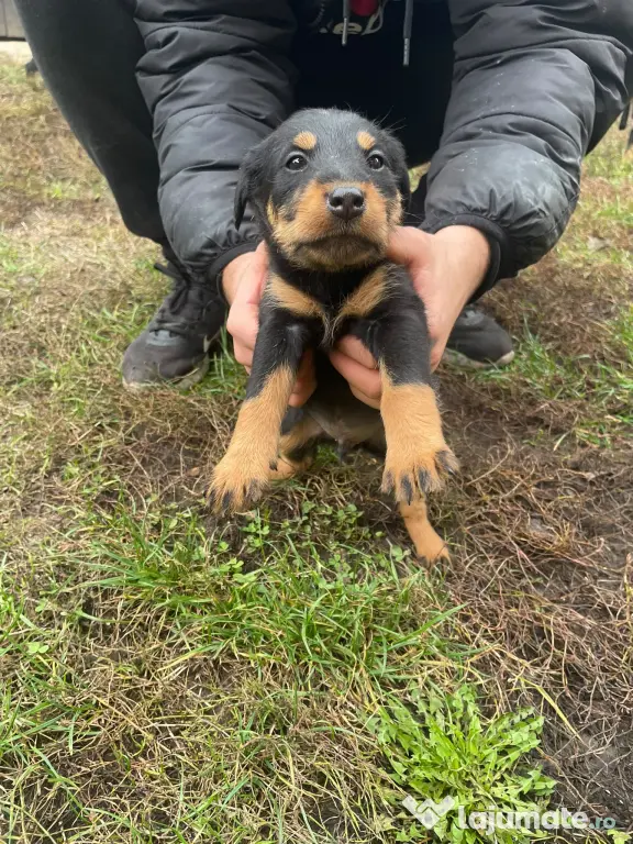 Pui Jagd Terrier