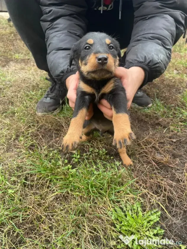 Pui Jagd Terrier
