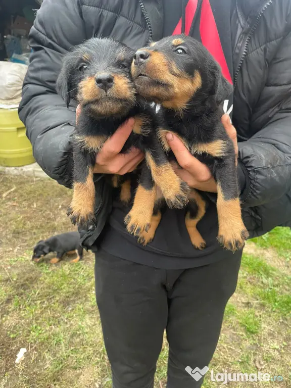 Pui Jagd Terrier