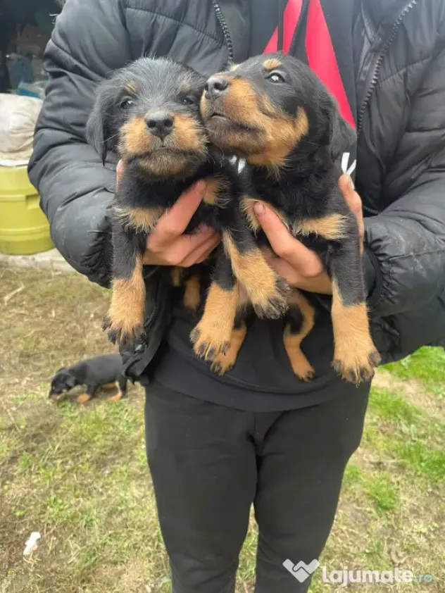 Pui Jagd Terrier