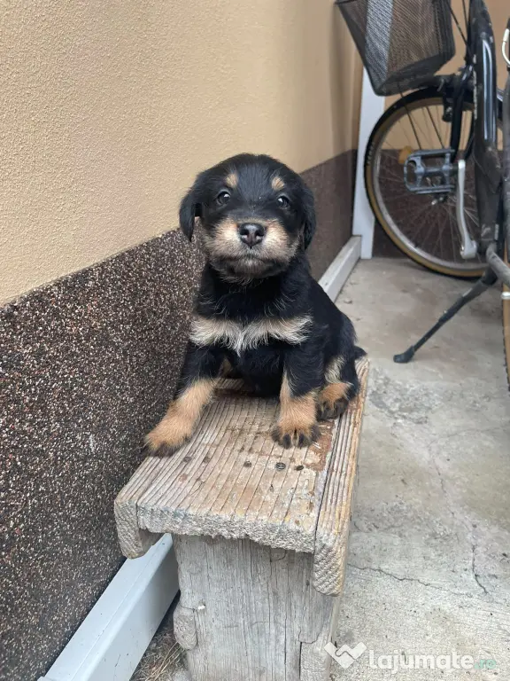 Pui Jagd Terrier