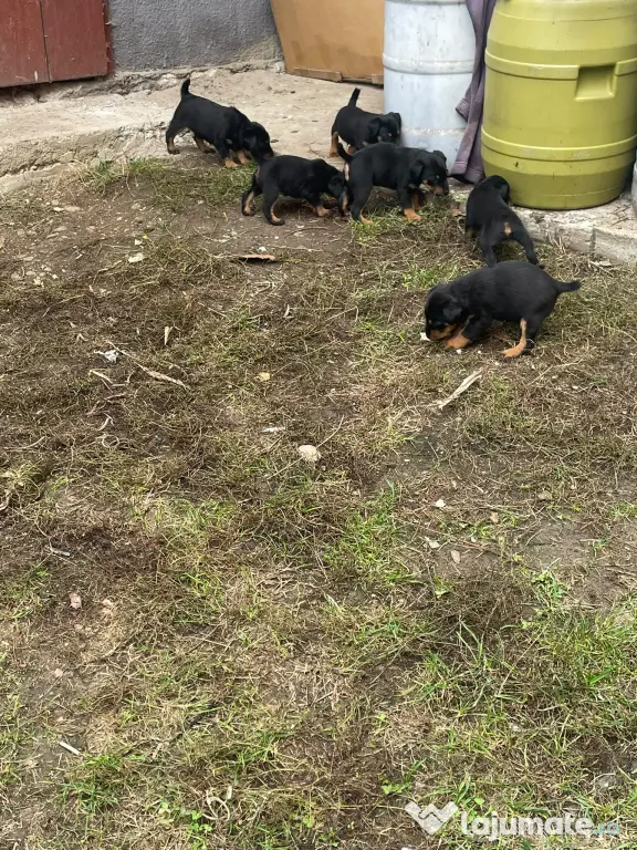 Pui Jagd Terrier