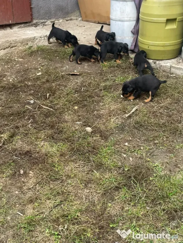 Pui Jagd Terrier
