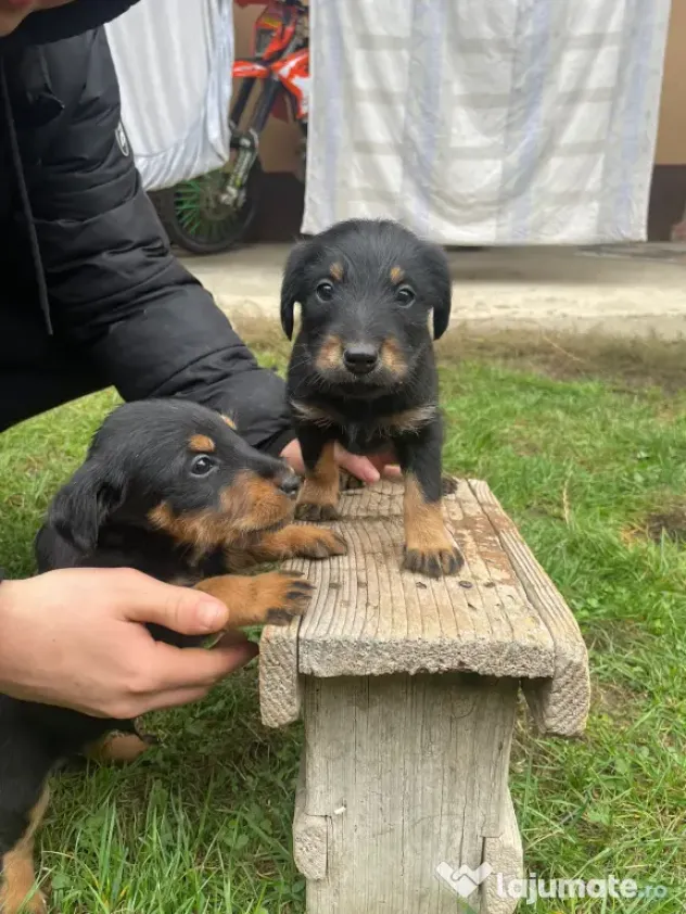 Pui Jagd Terrier