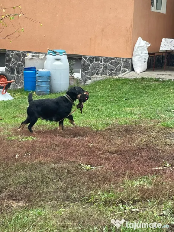 Pui Jagd Terrier