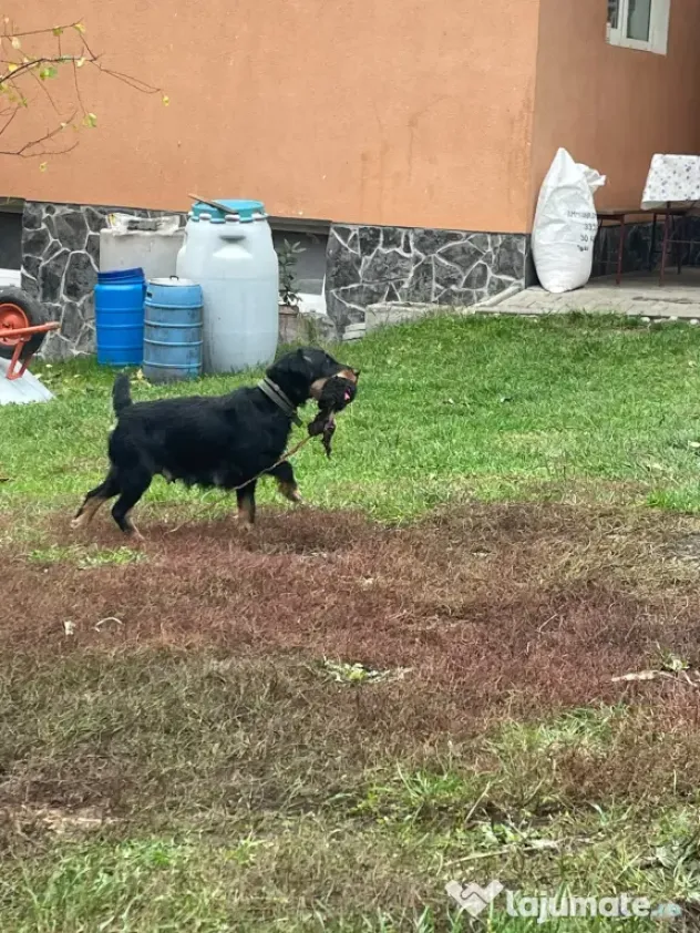 Pui Jagd Terrier