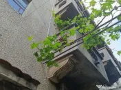 Dacia-Toamnei singur in curte 