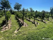 Casa cu Livada,Teren 2900 mp, Comuna Izvoarele 