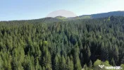 Teren 12,127mp Frasin / Drumul Forestier Valea Seacă 