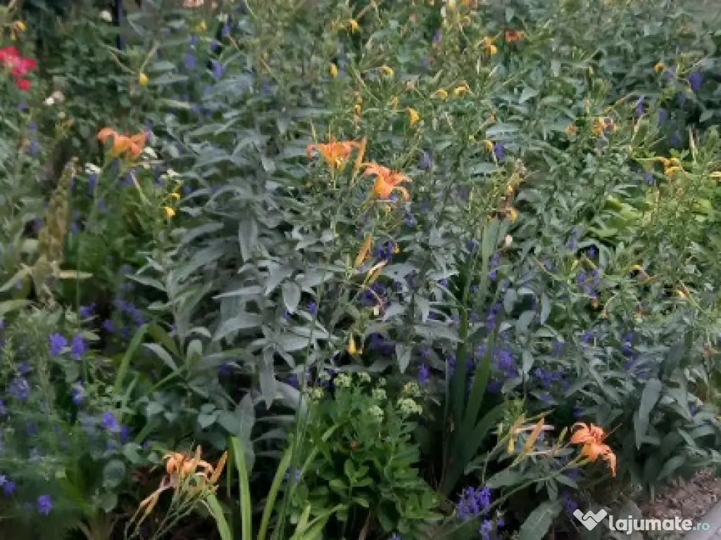 Casa P+ 1 zona centrala independent energetic