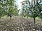 Livada+gradina, teren intravilan 2902mp, Damienesti-Bacau... 