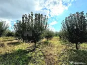 Livada+gradina, teren intravilan 2902mp, Damienesti-Bacau... 