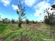 Livada+gradina, teren intravilan 2902mp, Damienesti-Bacau... 