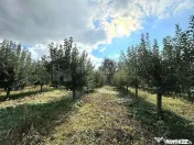 Livada+gradina, teren intravilan 2902mp, Damienesti-Bacau... 