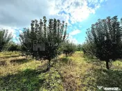 Livada+gradina, teren intravilan 2902mp, Damienesti-Bacau... 