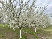 Livada+gradina, teren intravilan 2902mp, Damienesti-Bacau... 