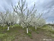 Livada+gradina, teren intravilan 2902mp, Damienesti-Bacau... 