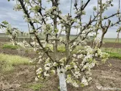 Livada+gradina, teren intravilan 2902mp, Damienesti-Bacau... 