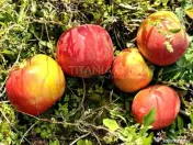 Livada+gradina, teren intravilan 2902mp, Damienesti-Bacau... 