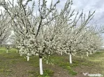 Livada+gradina, teren intravilan 2902mp, Damienesti-Bacau...