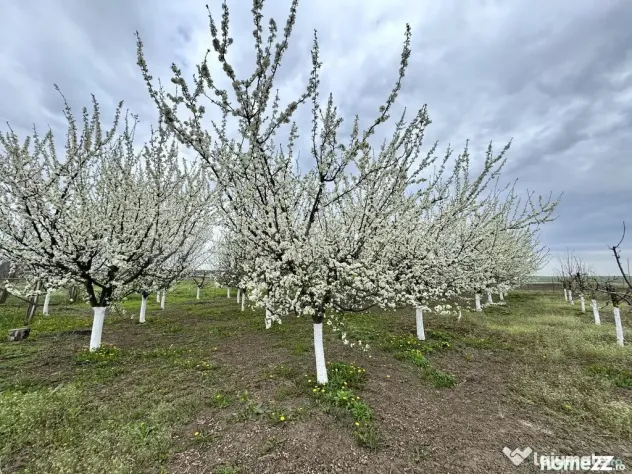 Livada+gradina, teren intravilan 2902mp, Damienesti-Bacau...