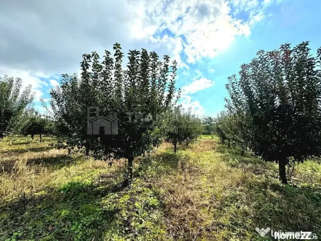 Livada+gradina, teren intravilan 2902mp, Damienesti-Bacau...