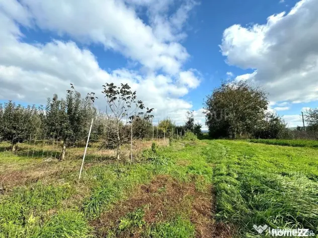 Livada+gradina, teren intravilan 2902mp, Damienesti-Bacau...