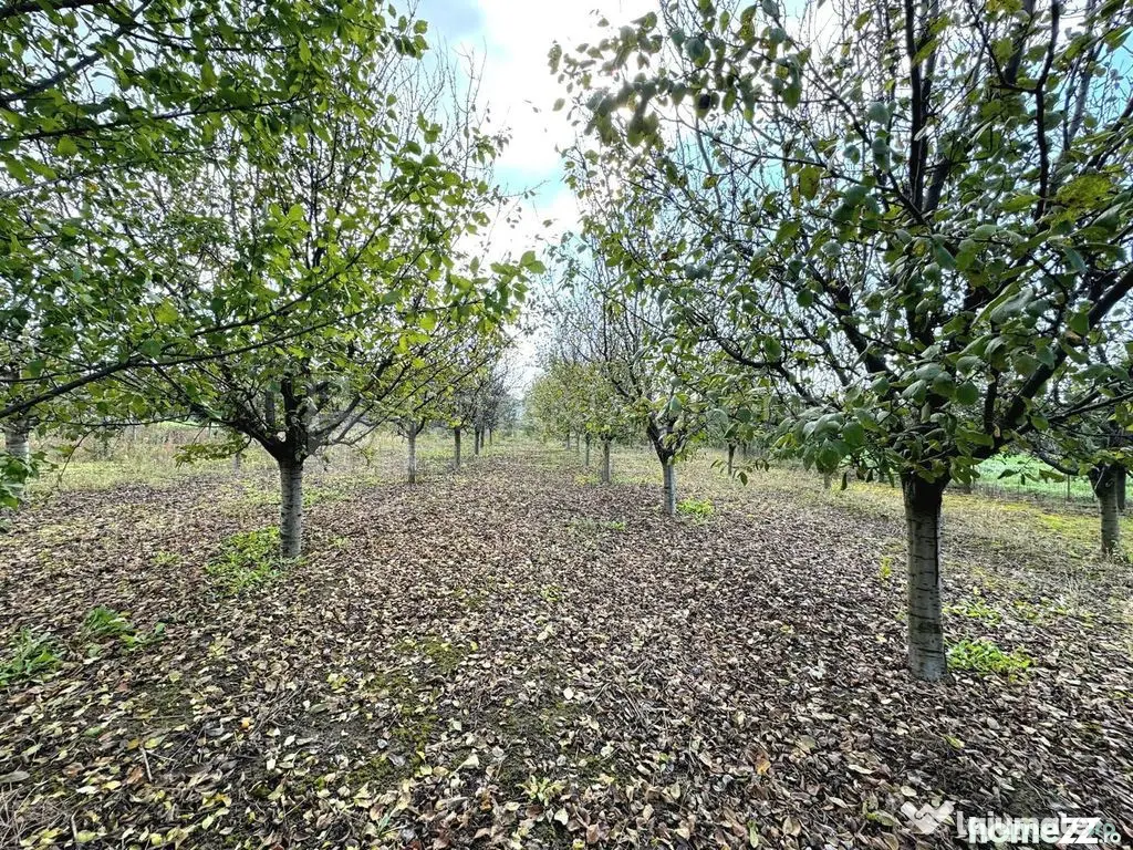 Livada+gradina, teren intravilan 2902mp, Damienesti-Bacau...
