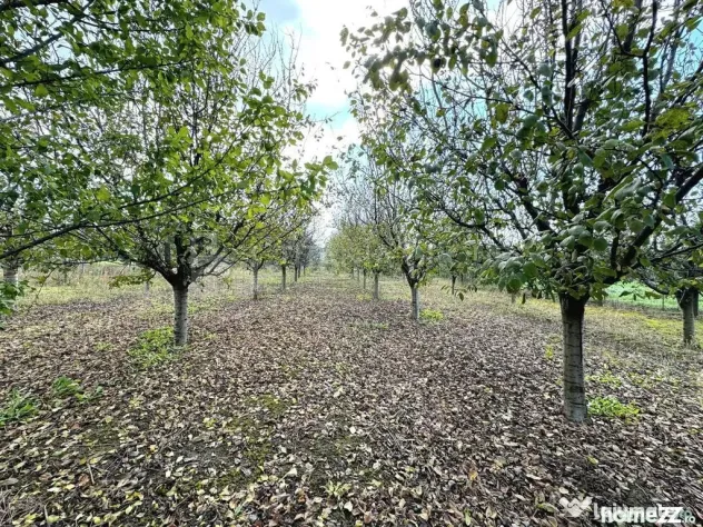 Livada+gradina, teren intravilan 2902mp, Damienesti-Bacau...