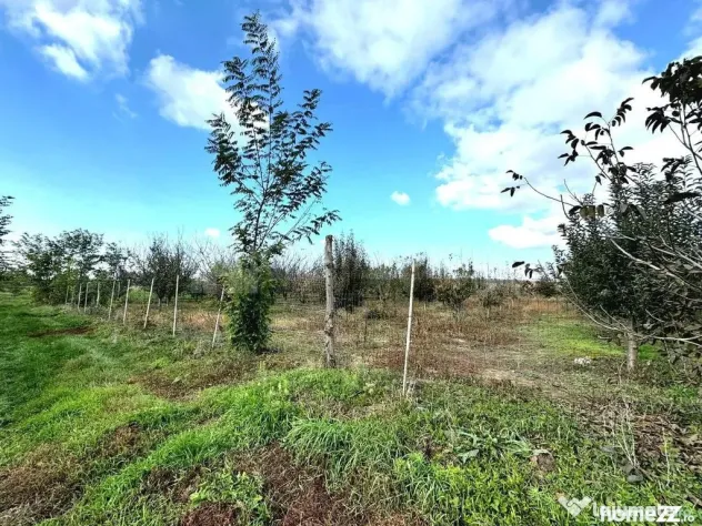 Livada+gradina, teren intravilan 2902mp, Damienesti-Bacau...