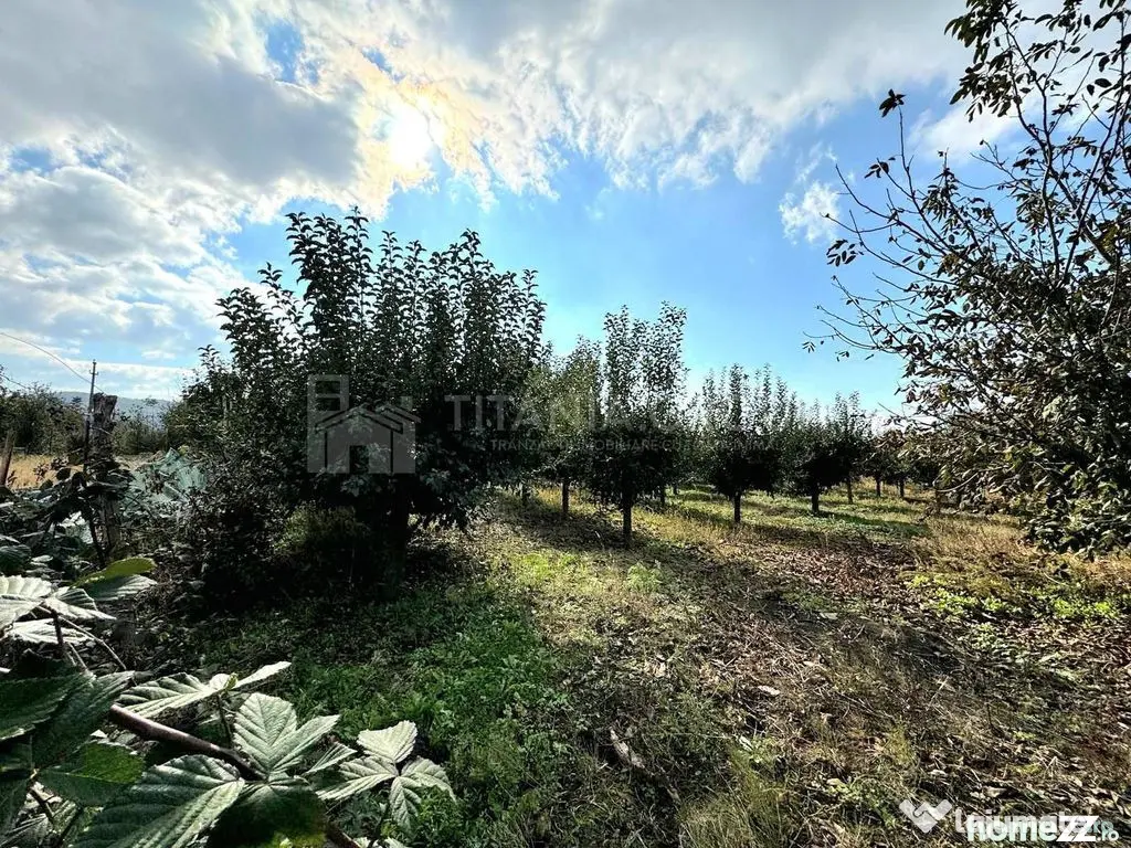 Livada+gradina, teren intravilan 2902mp, Damienesti-Bacau...