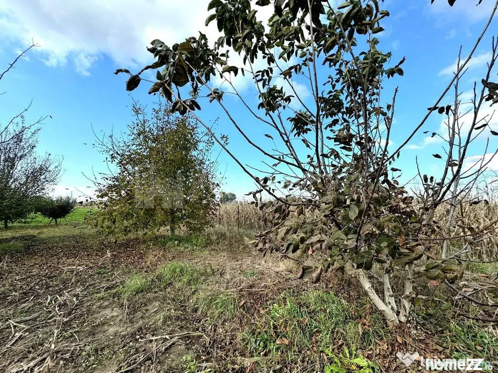 Livada+gradina, teren intravilan 2902mp, Damienesti-Bacau...