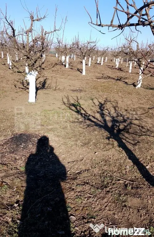 Livada+gradina, teren intravilan 2902mp, Damienesti-Bacau...