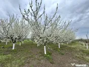 Livada+gradina, teren intravilan 2902mp, Damienesti-Bacau... 