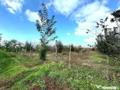 Livada+gradina, teren intravilan 2902mp, Damienesti-Bacau... 