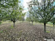 Livada+gradina, teren intravilan 2902mp, Damienesti-Bacau... 