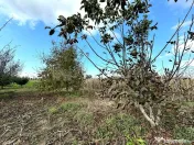 Livada+gradina, teren intravilan 2902mp, Damienesti-Bacau... 