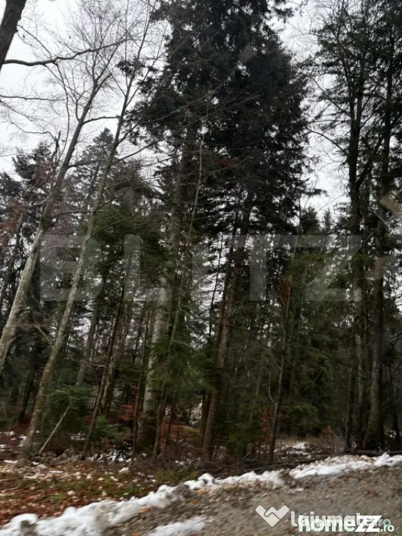 Teren unic, exclusivist 4000 mp, in inima muntilor, Sinaia - Sinaia (Prahova)