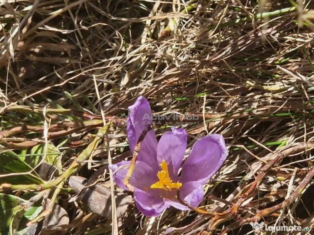 Casa de vacanta - 1.800 mp - Varful lui Roman - Horezu