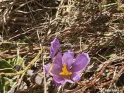 Casa de vacanta - 1.800 mp - Varful lui Roman - Horezu 