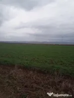 De vânzare terenuri intravilane între Chilieni si Ozun