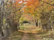 Teren Premium 1559 mp, Brebu Manastirei – Refugiu Montan l 