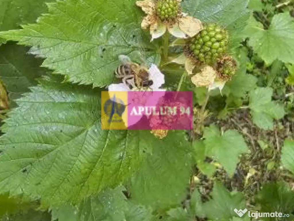 Casă de vânzare în Provița de Jos