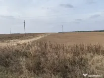 Teren extravilan 5000mp, Malu Mare, 0 comision la cumparator