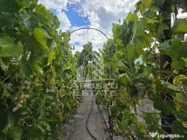 Casa individuala, teren generos, 797 mp, zona Mehala - Timisoara (Timis)