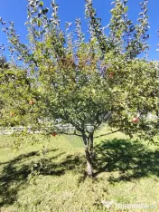 Casă în Vatra Dornei, zona Argestru, cu 11.541m.p. TERE... 